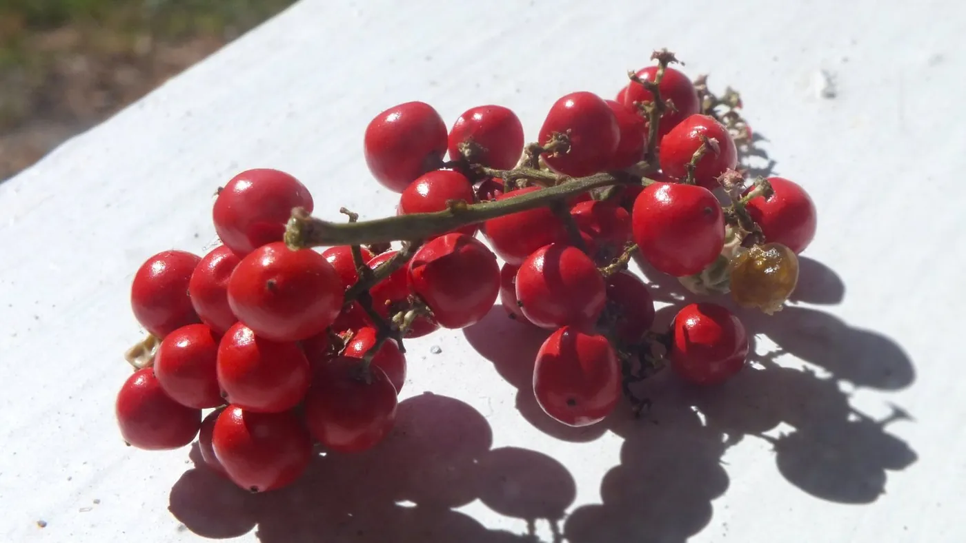Red Berries: A cluster casting shadows on a white board.