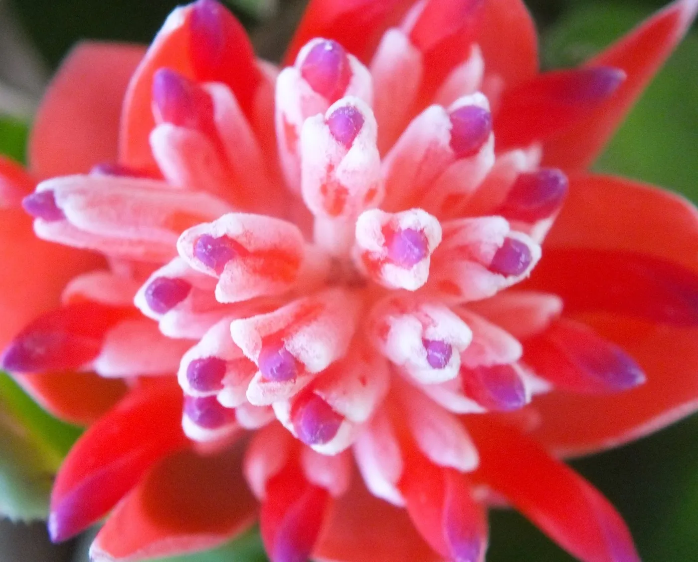 Bromeliad, Full Bloom: Shot from above.