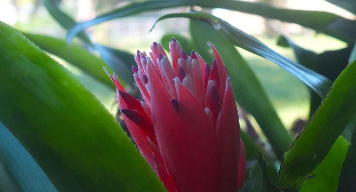 Bromeliad, Side View: Framed by leaves, shot from the side.