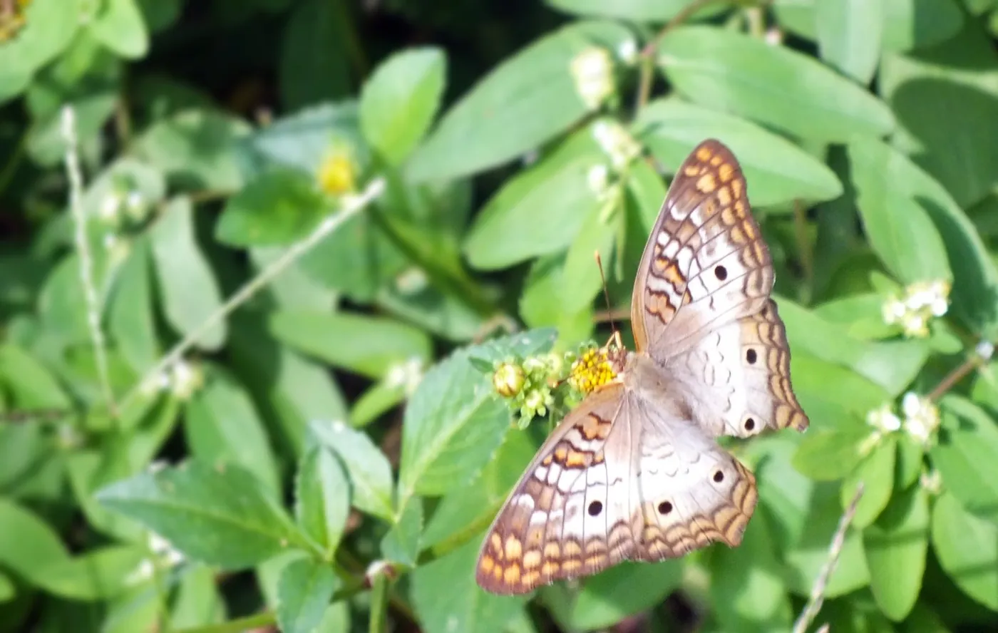 Butterfly on Wildflower: Resting on a wildflower among green leaves.