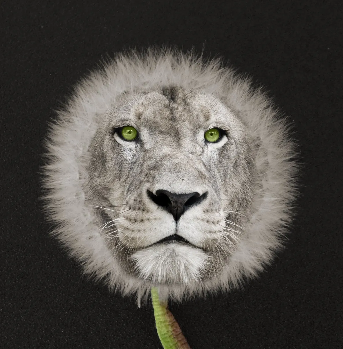 Dandelion Lion: Lion’s face blended into a dandelion seed head; Photoshop compositing lesson (source photo supplied by the course).