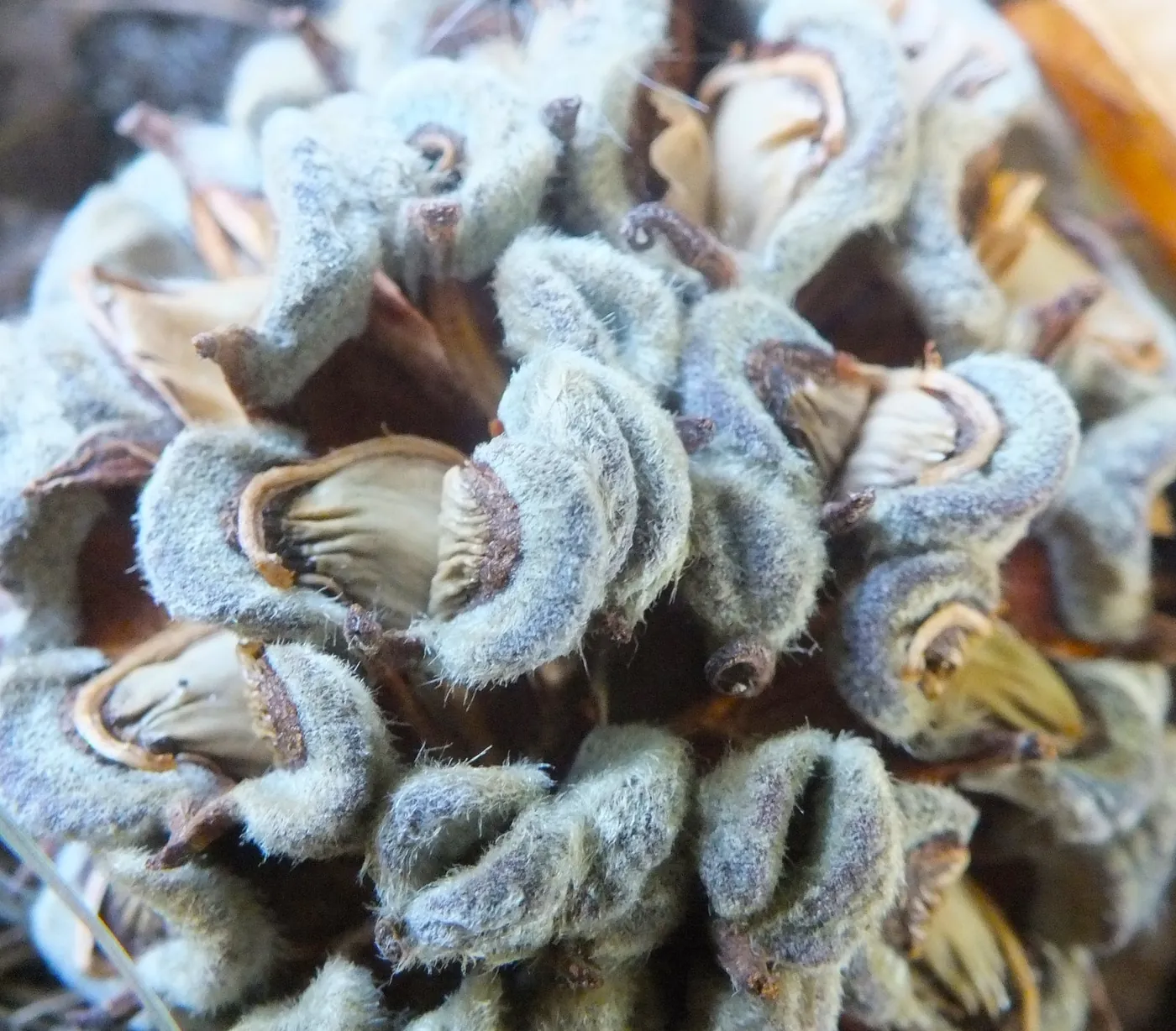 Seed Pod: Fuzzy and curling, in close detail.